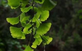 柯达Z8612的性能和特点（探索柯达Z8612的高像素、多功能和用户友好性能）