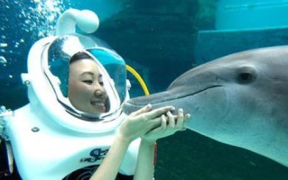 海豚眼中的人类世界（聪明而神秘的海洋使者）
