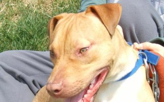 如何训练比特犬听从你的指令？（掌握关键技巧，建立有效沟通）