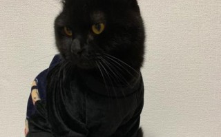 揭秘俄罗斯猫罐头的质量与口感（探索俄罗斯猫罐头的制作工艺和口味变化）