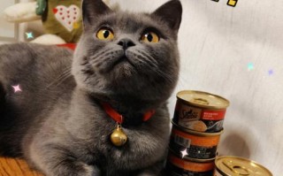 揭秘俄罗斯猫罐头的味道与口感（探索俄罗斯猫罐头独特的食材与制作工艺）