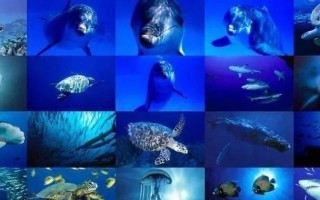 神秘海底世界的生物奇观（探索深海奇观，海底生物的神秘世界）