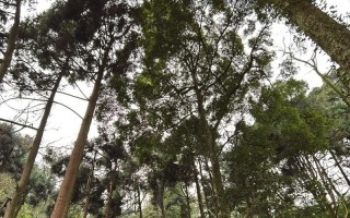 青橙手机（体验流畅操作和出色摄影的全新移动选择）