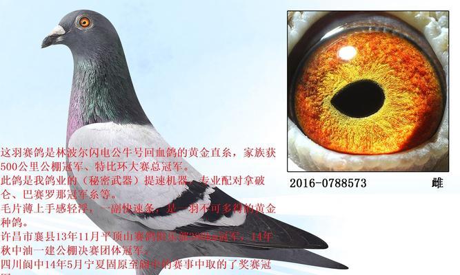 灰鸽子破解教程（将灰鸽子技术应用于破解，掌握神奇的黑客技能）-第3张图片-数码深度
