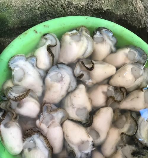 红辣椒6P手机体验报告（高性能配置，优质拍照体验，超长续航，性价比之王）-第3张图片-数码深度