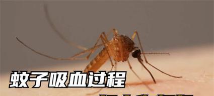 掌握蚊子吸血的奥秘（揭开蚊子吸血的科学原理和防护方法）-第2张图片-数码深度