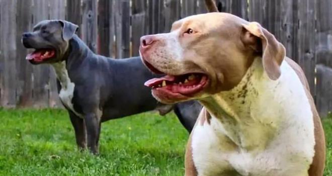 如何训练比特犬听从你的指令？（掌握关键技巧，建立有效沟通）-第3张图片-数码深度
