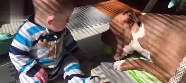 如何训练比特犬听从你的指令？（掌握关键技巧，建立有效沟通）-第2张图片-数码深度