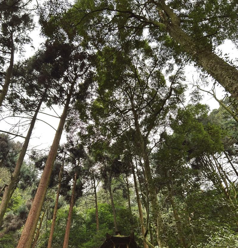 青橙手机（体验流畅操作和出色摄影的全新移动选择）-第1张图片-数码深度