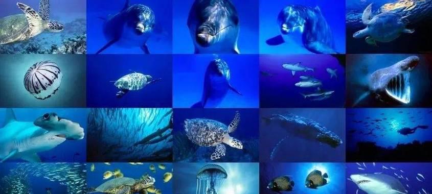 神秘海底世界的生物奇观（探索深海奇观，海底生物的神秘世界）-第1张图片-数码深度