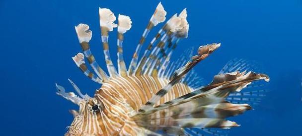 神秘海底世界的生物奇观（探索深海奇观，海底生物的神秘世界）-第2张图片-数码深度