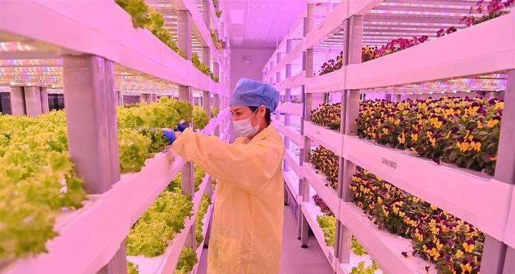 植物发电的未来（生态发电系统的创新与应用）-第3张图片-数码深度