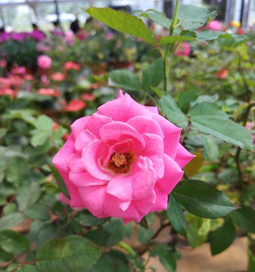 小米5s拍照效果揭秘（细节鲜明、色彩艳丽，小米5s拍照功力大揭秘）-第3张图片-数码深度
